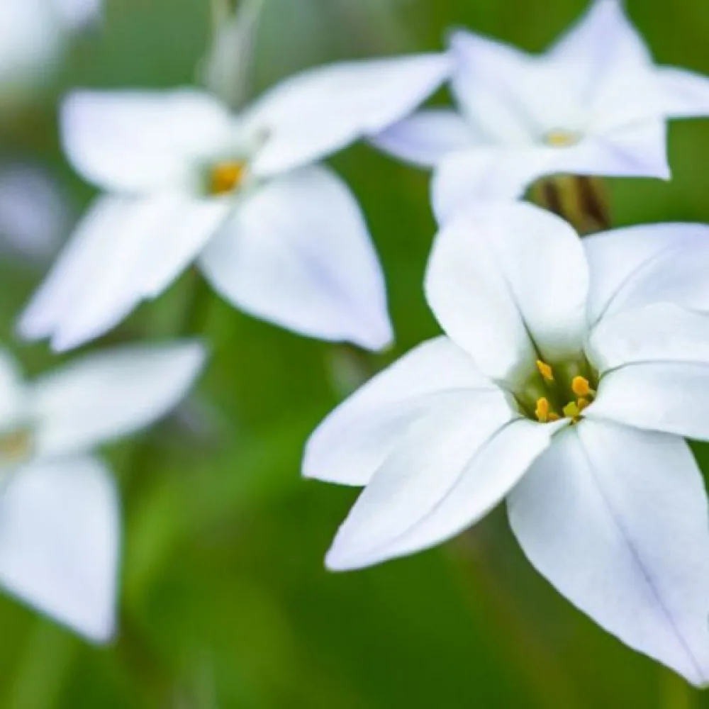 Ifejon White Star (beli)