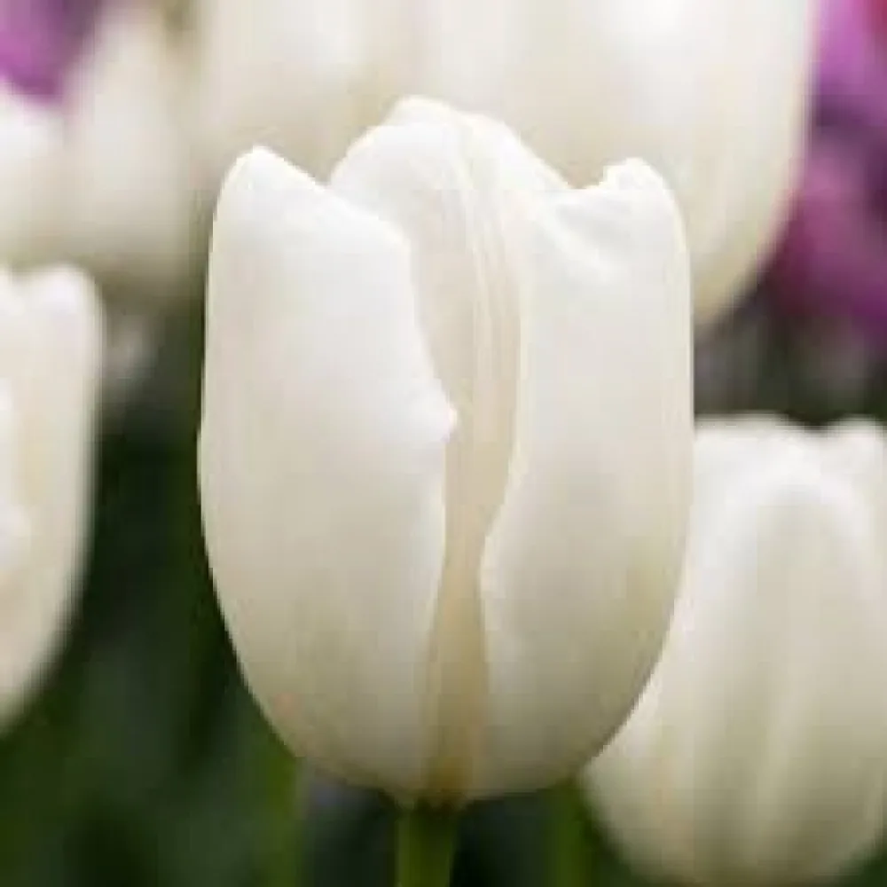 Tulipan Hakuun (beli)