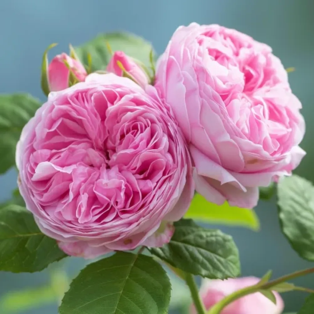 Vrtnica Royal Essence – z golimi koreninami