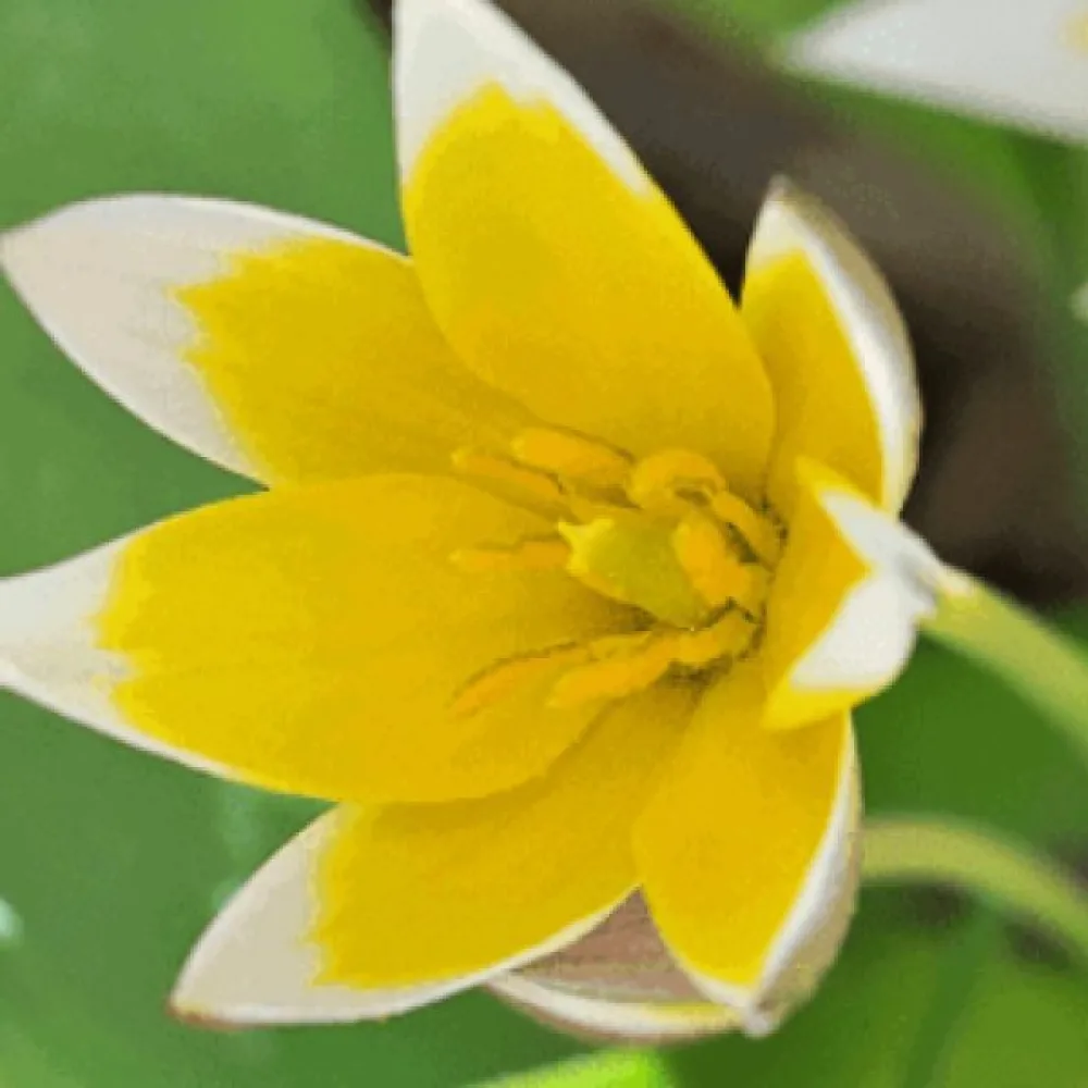 Tulipan Tarda Dasystemon (nizki)