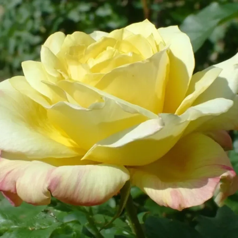 Vrtnica Radiant Gold - z golimi koreninami