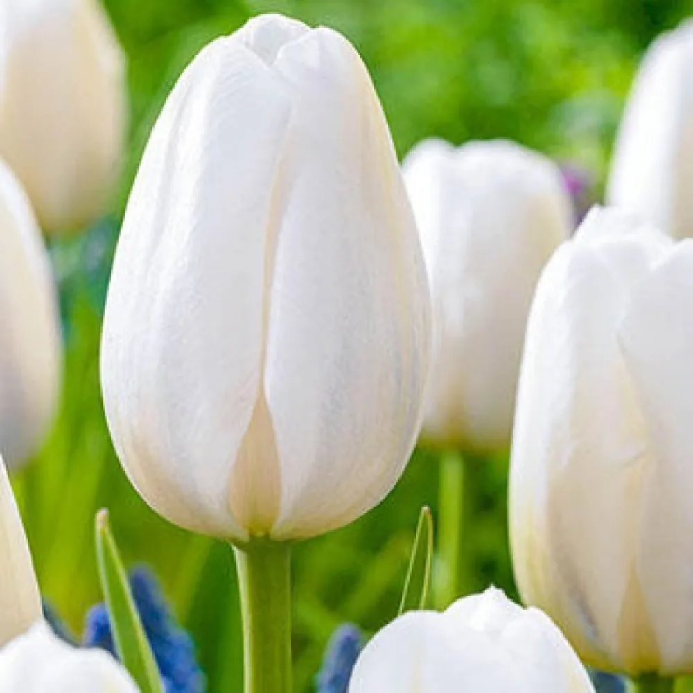 Tulipan Clearwater (rdeči)