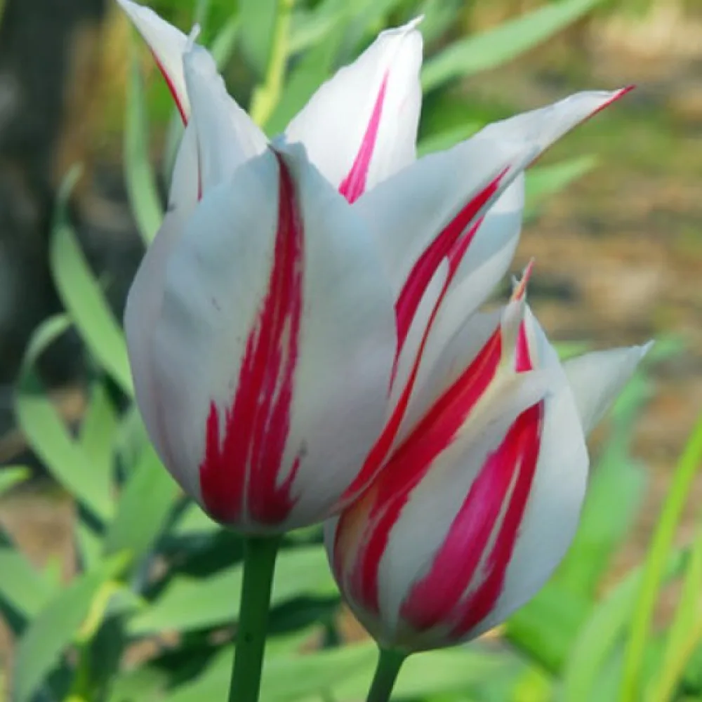 Tulipan Marilyn (rdeči)