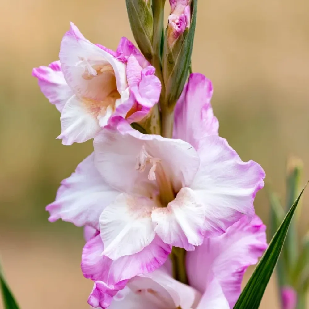 Gladiola Carine Nanus (kremna)