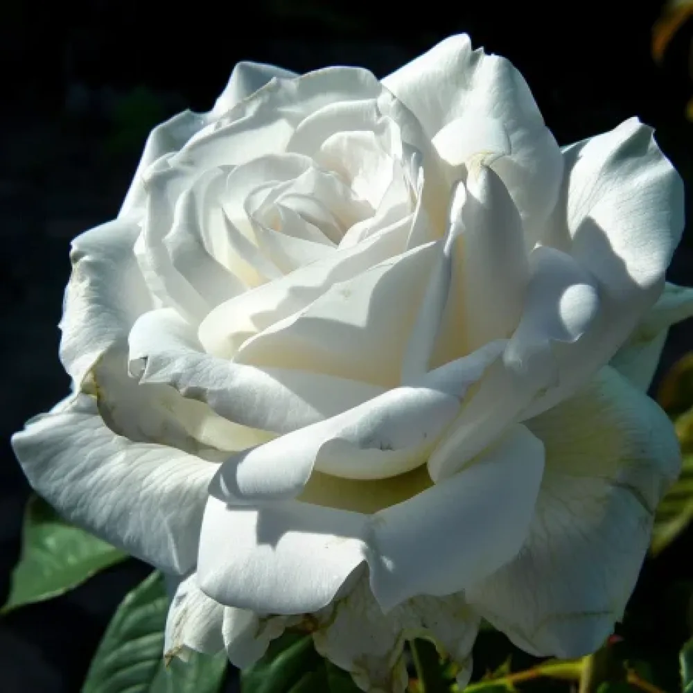 Vrtnica Cream Elegance – z golimi koreninami