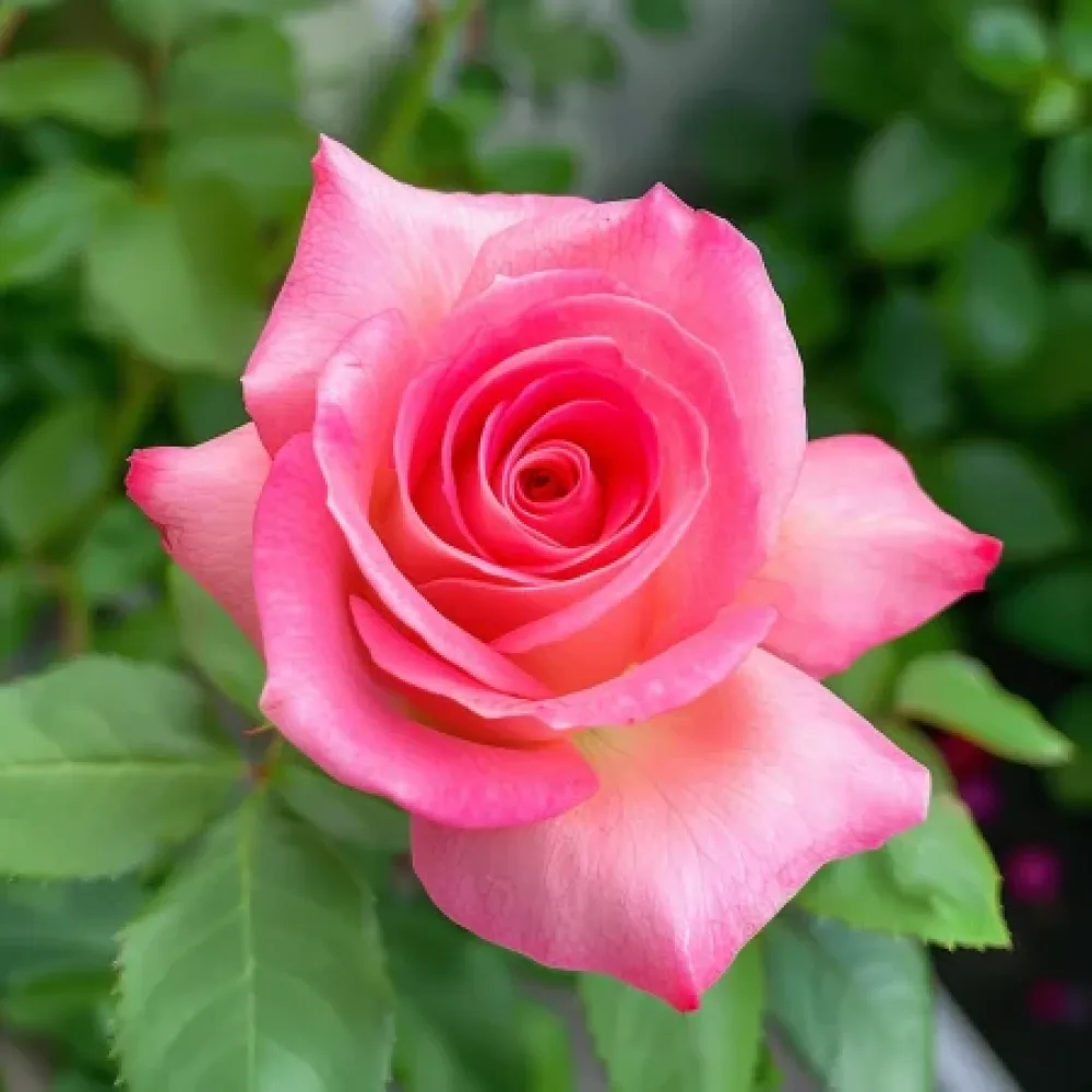 Vrtnica Pink Snowflake - z golimi koreninami