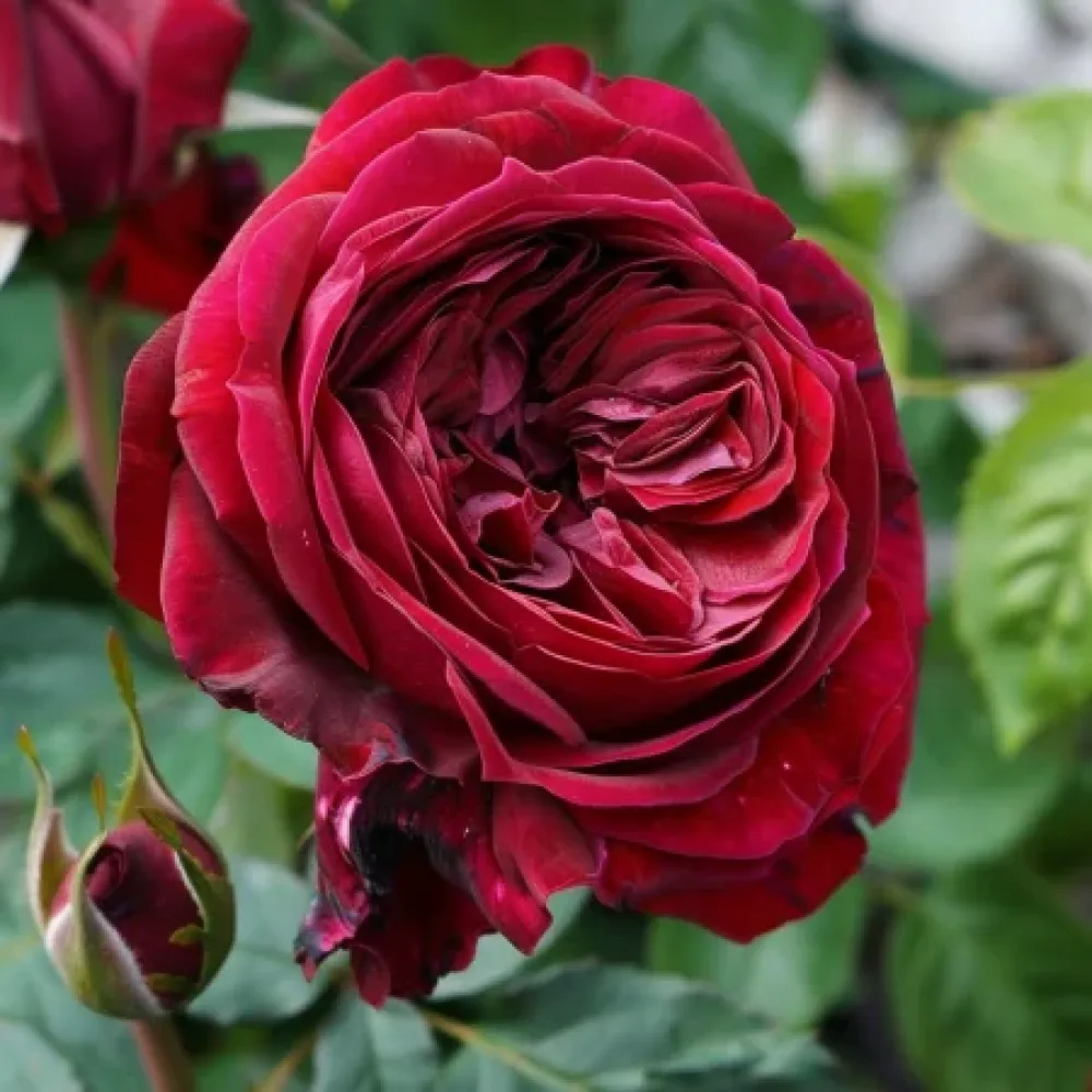 Vrtnica Royal Ruby – z golimi koreninami