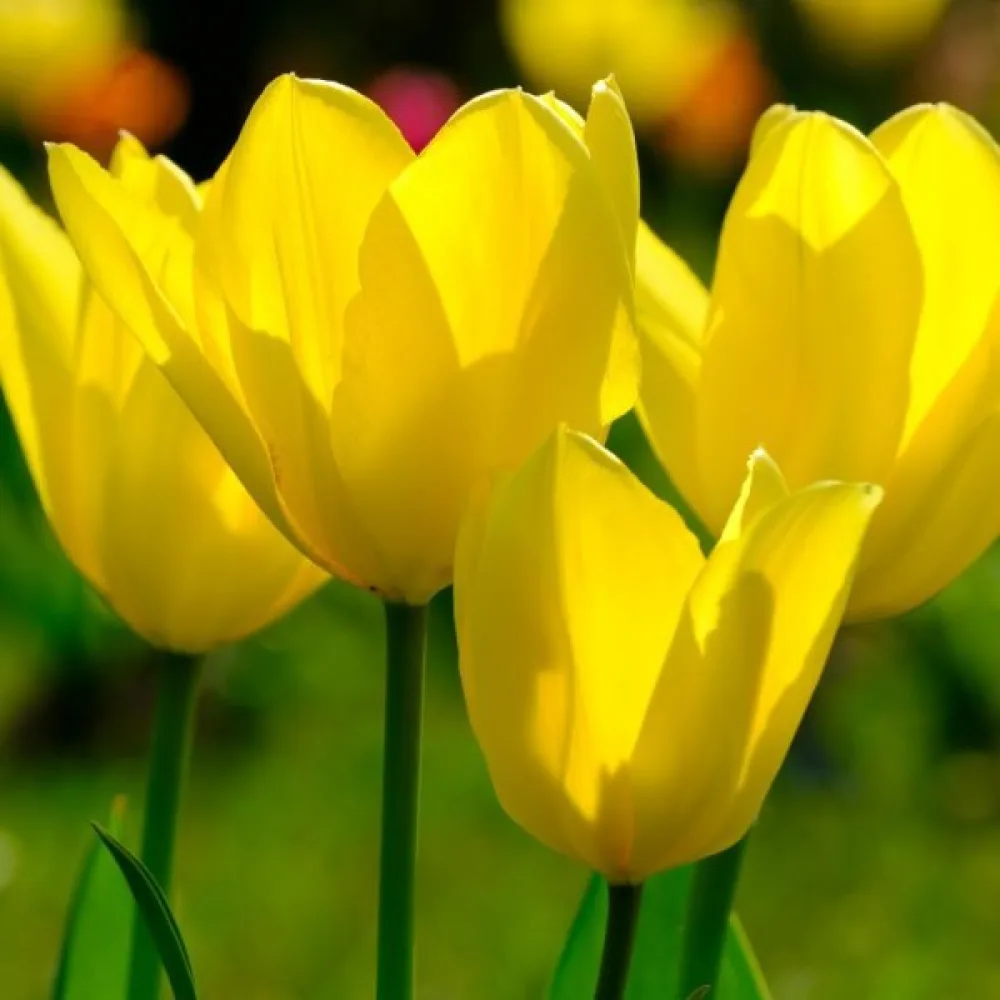 Tulipan Candela (rumen)