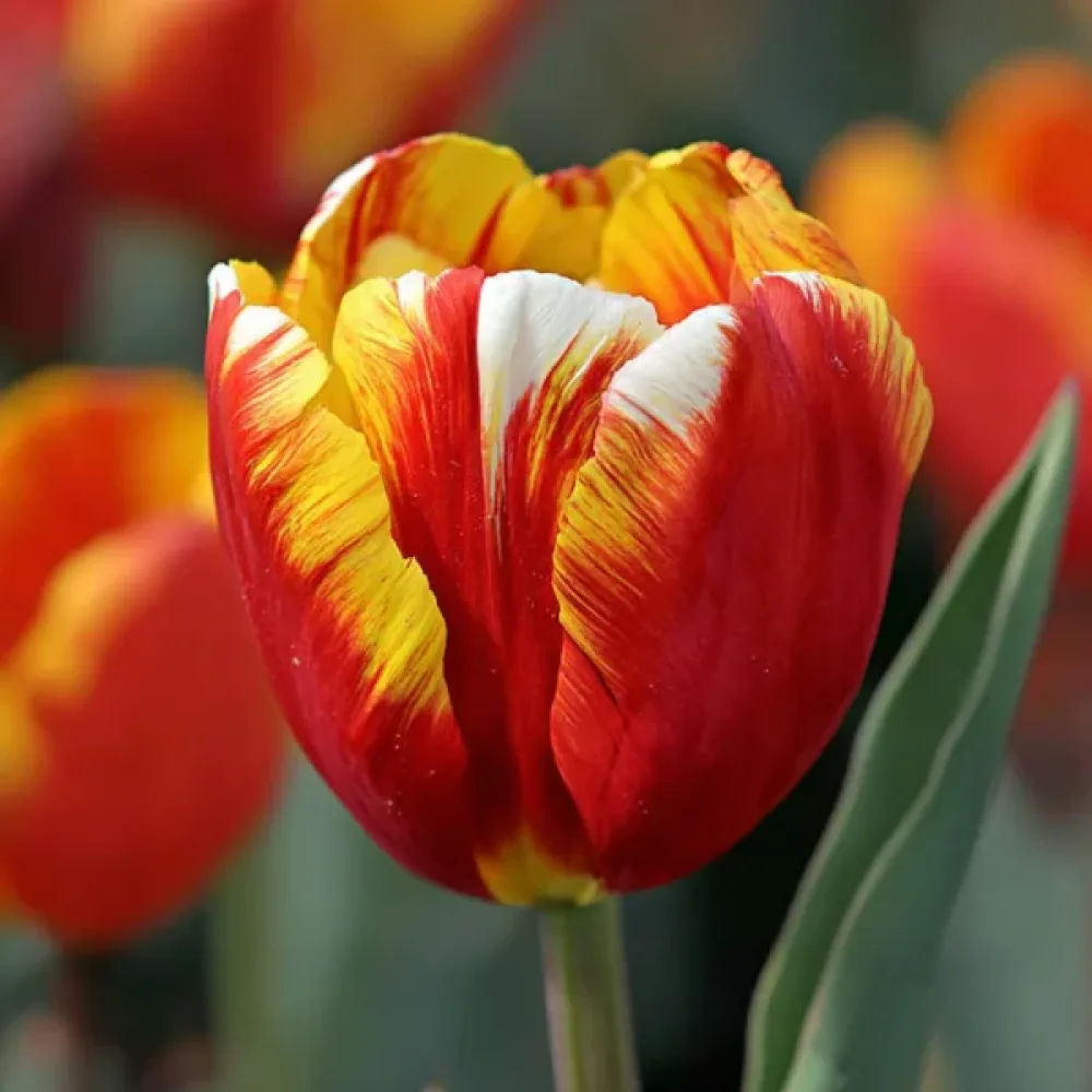 Tulipan Dow Jones (rumeni)