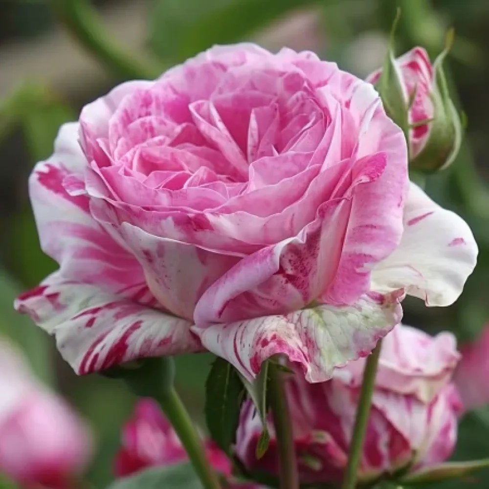 Vrtnica Floral Whirl - z golimi koreninami