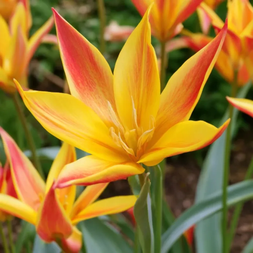 Tulipan Kolpakowskiana (rumeni)