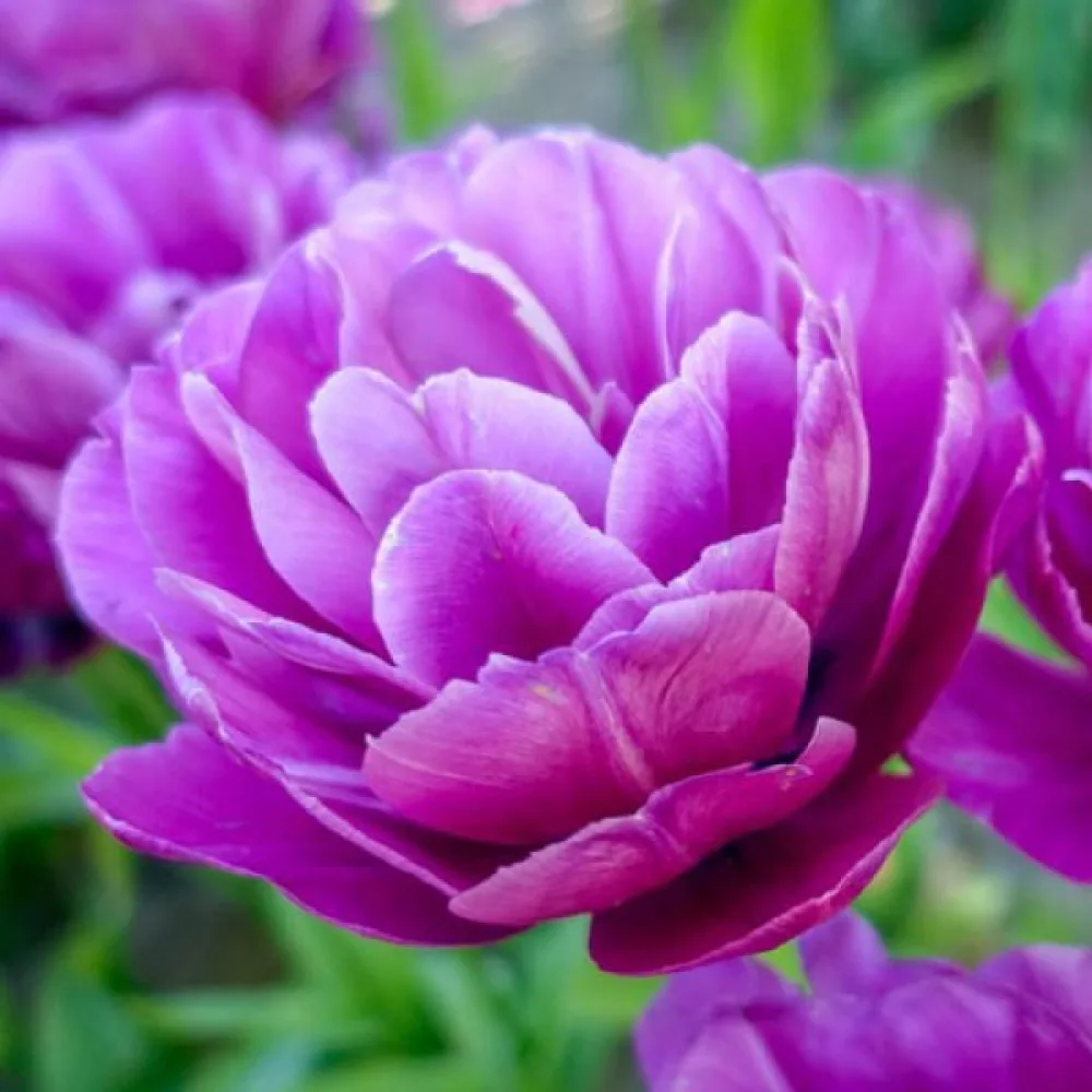 Tulipan Blue spectacle (vijolični)