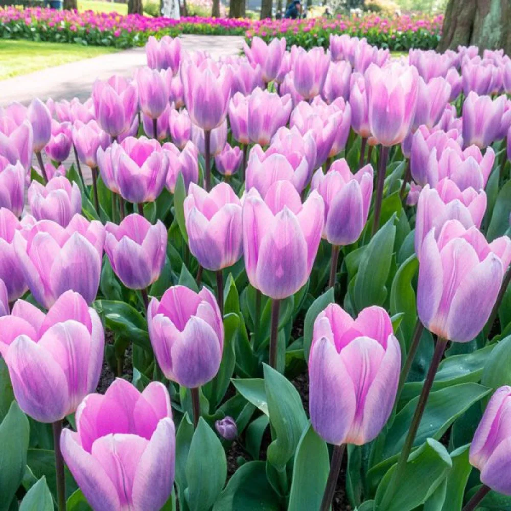 Tulipan Light And Dreamy (svetli)