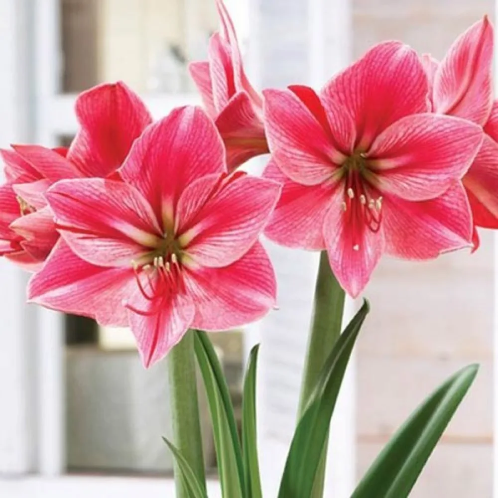 Amarilis Gervase (ognjeni)