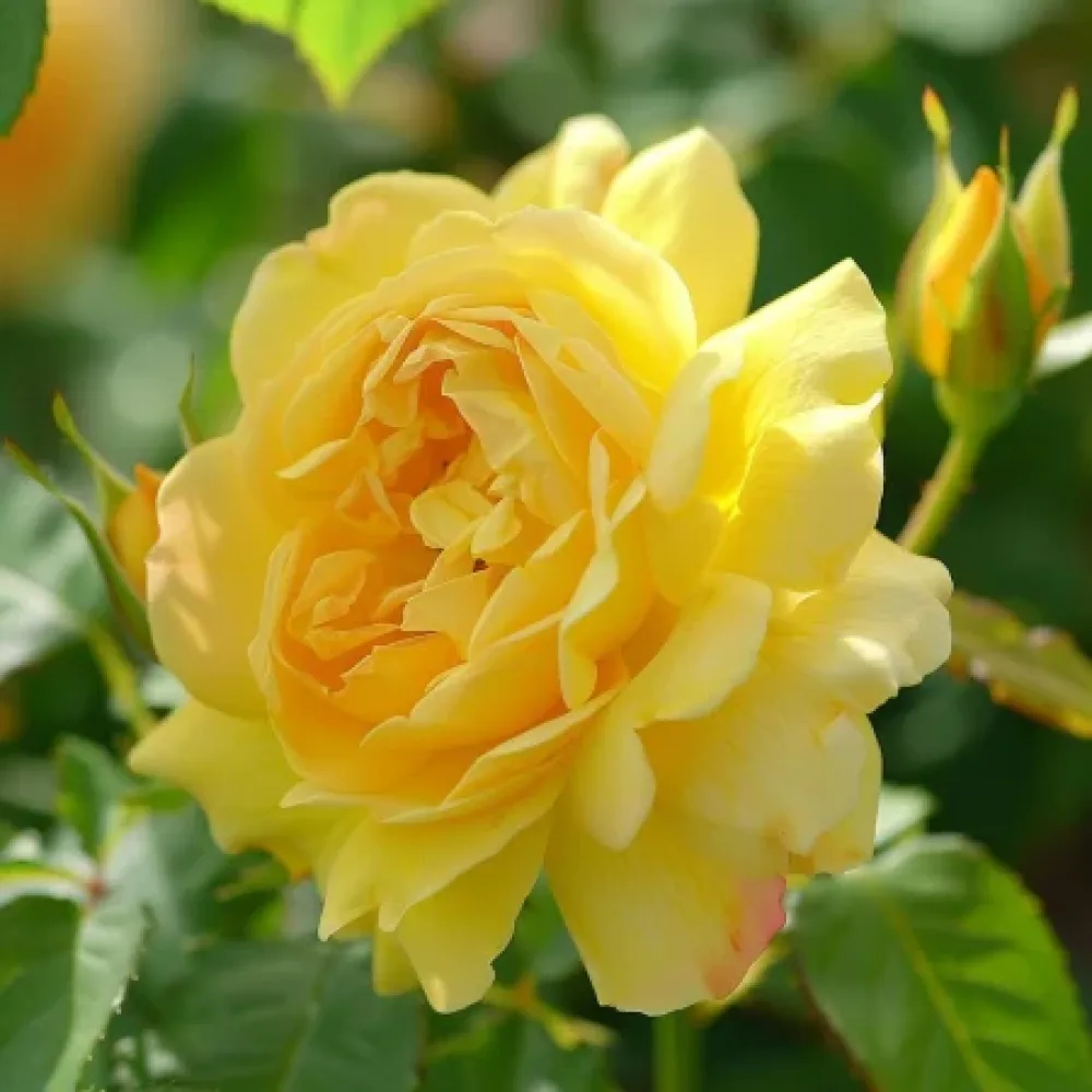 Vrtnica Citrus Harmony - z golimi koreninami