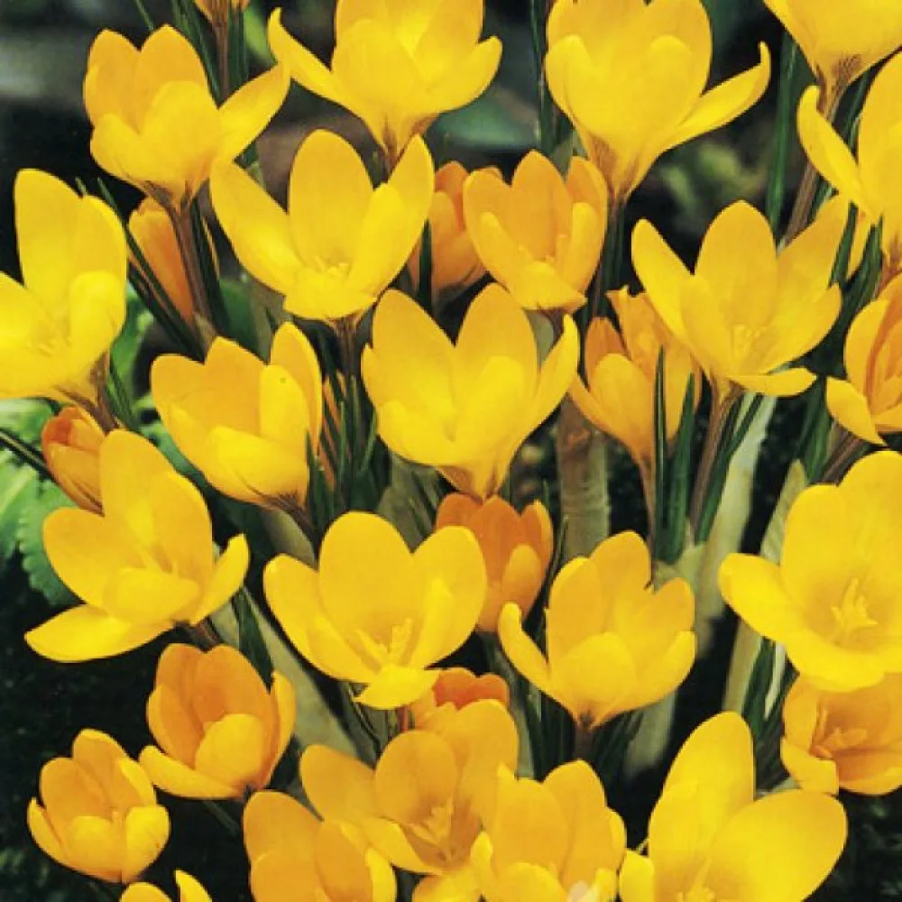 Krokus Yellow large flowering (rumeni)