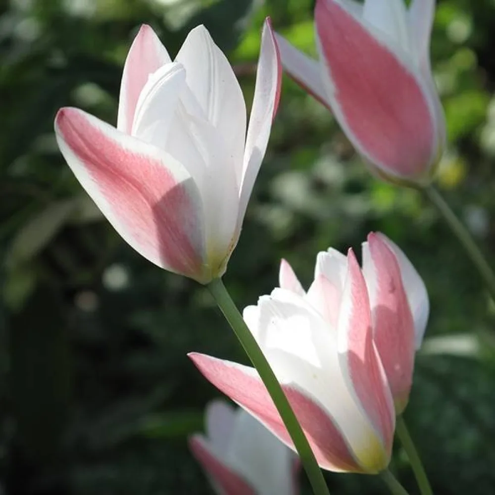 Tulipan Lady Jane (kremni)