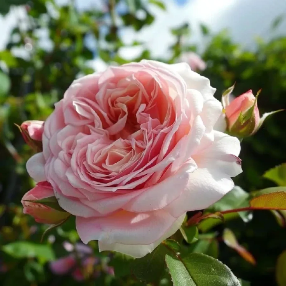 Vrtnica Pink Flame – z golimi koreninami