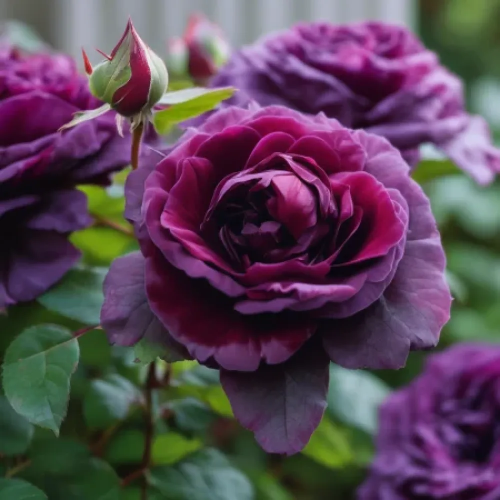 Vrtnica Magenta Temptation - z golimi koreninami