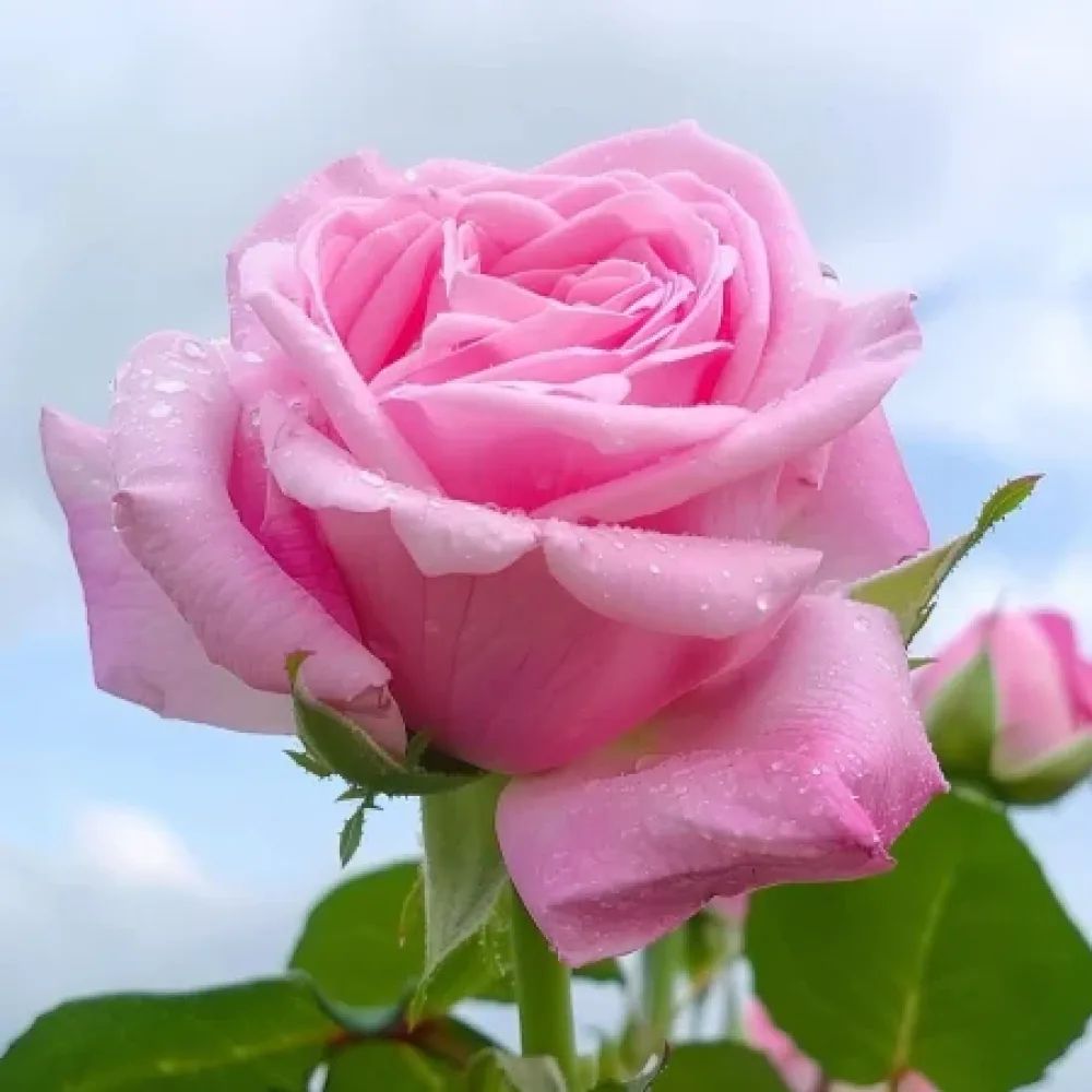 Vrtnica Dream in Pink – z golimi koreninami