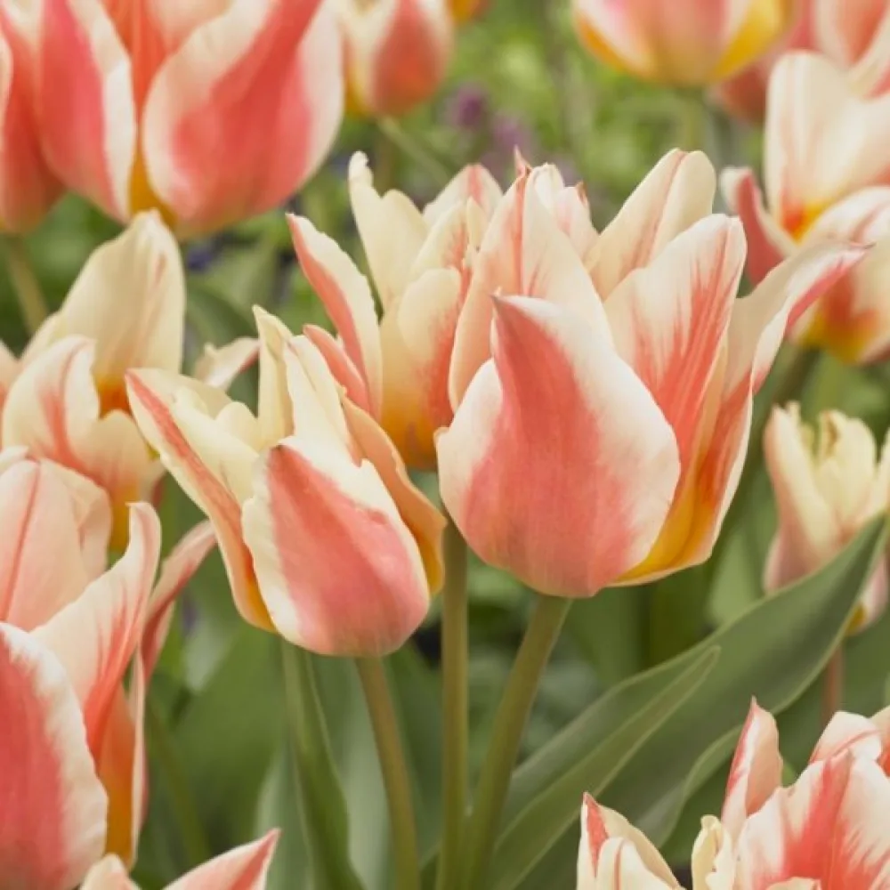 Tulipan Quebec (bel)
