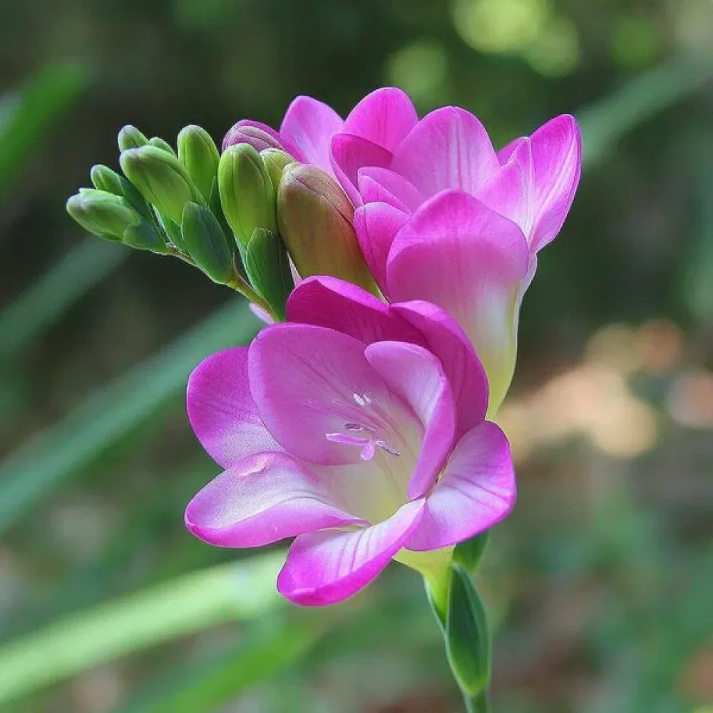Frezija Pink Single (rožnata)