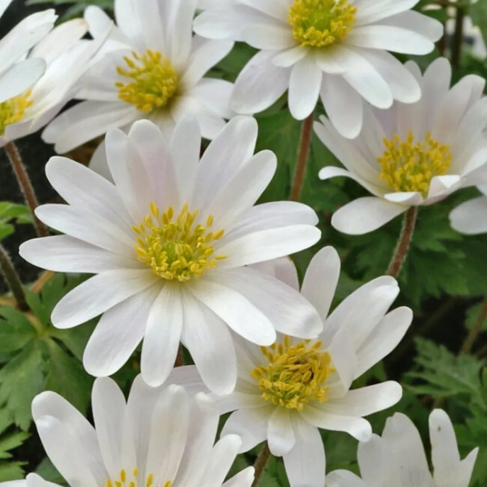 Anemona White Splendor Blanda (bela)