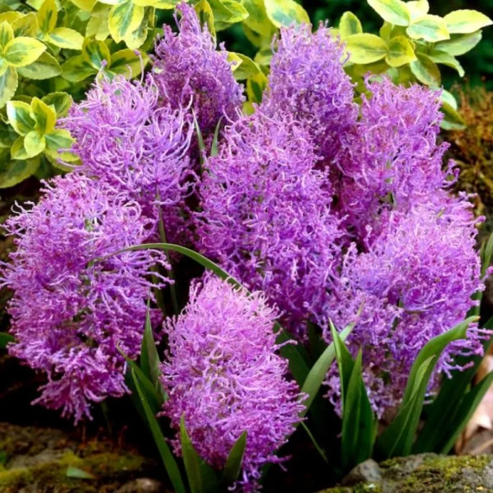 Muskari Comosum Plumosum (vijoličen)