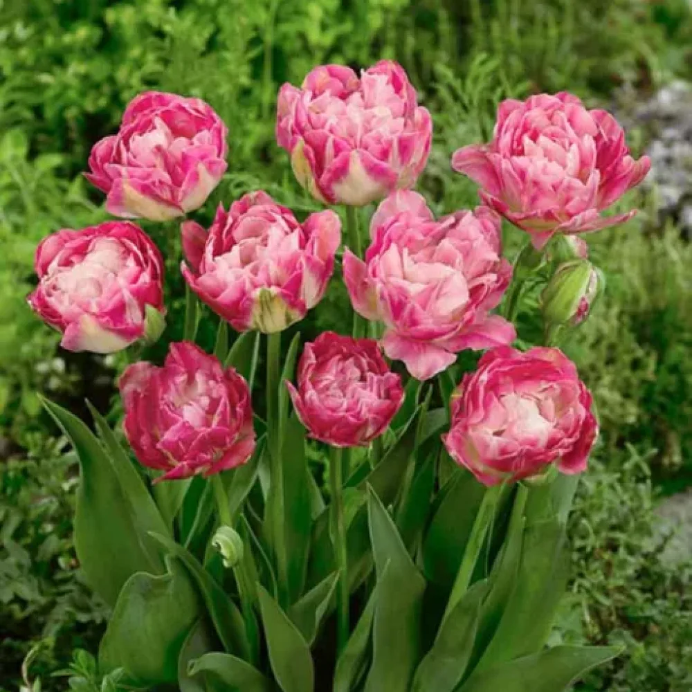 Tulipan Double Sugar