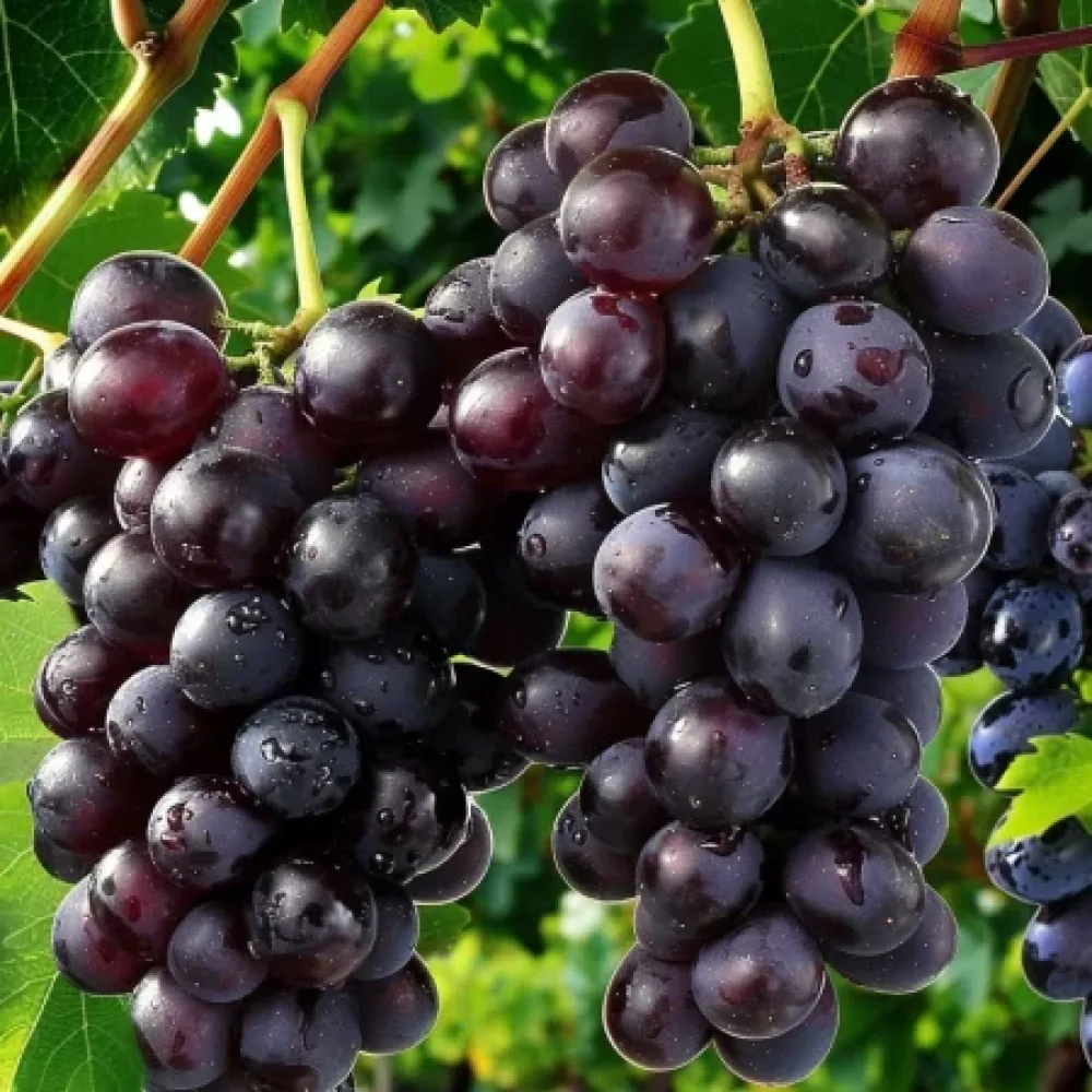Vinska trta Sijana – rdeča namizna sorta grozdja – pozna
