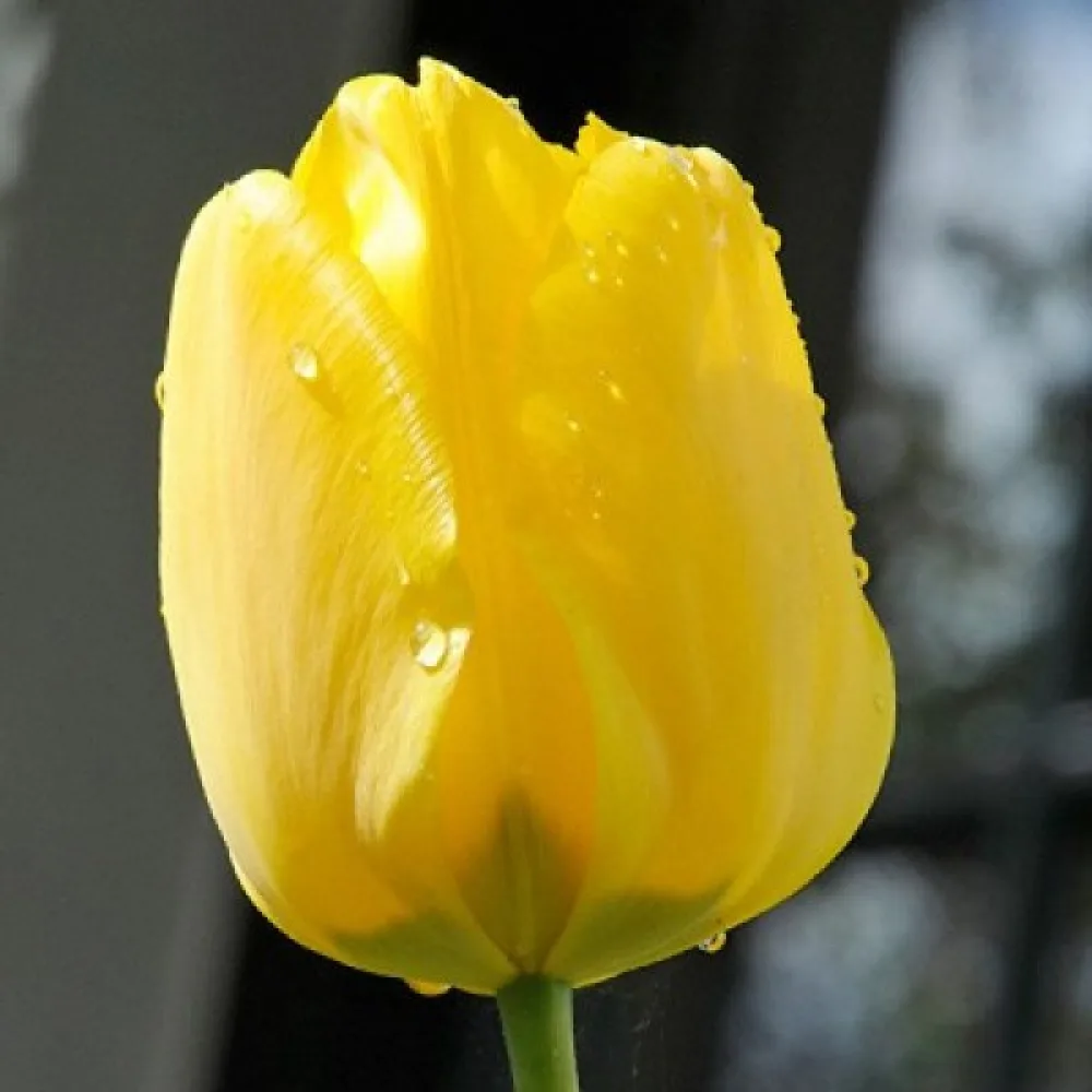 Tulipan Jan van Nes (rumen)