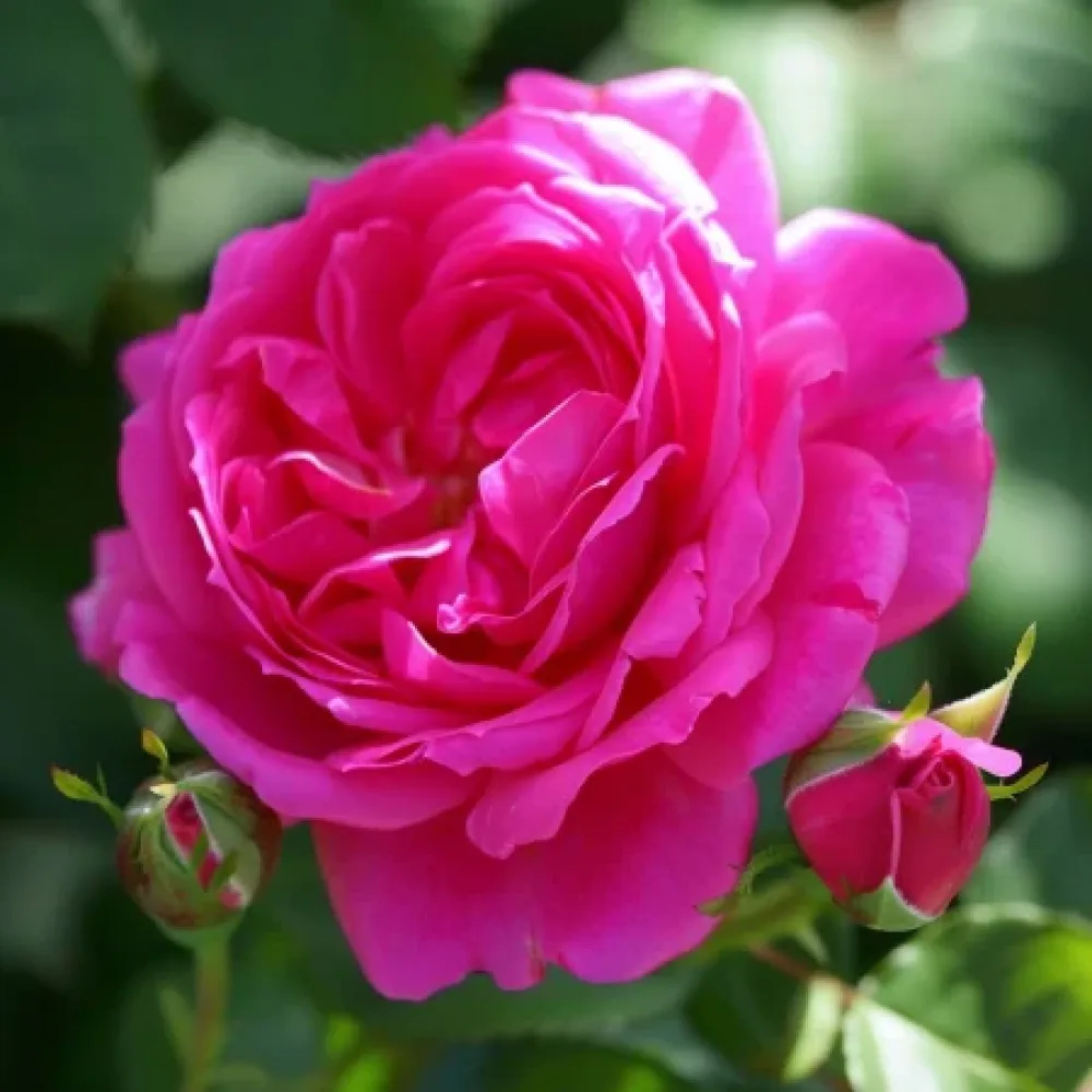 Vrtnica Blooming Cloud – z golimi koreninami