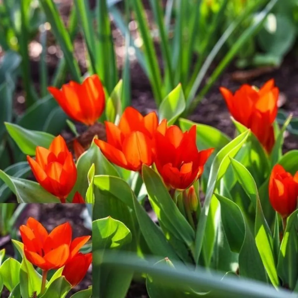 Tulipan Praestans Zwanenburg (oranžen)