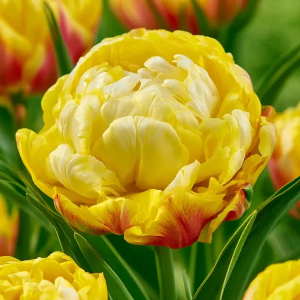 Tulipan Ice Cream Lemon