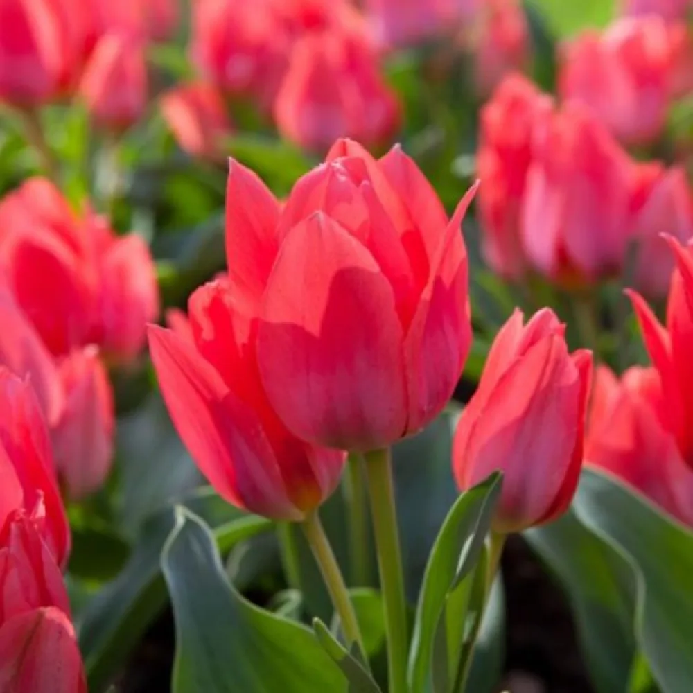 Tulipan Toronto (rdeči)
