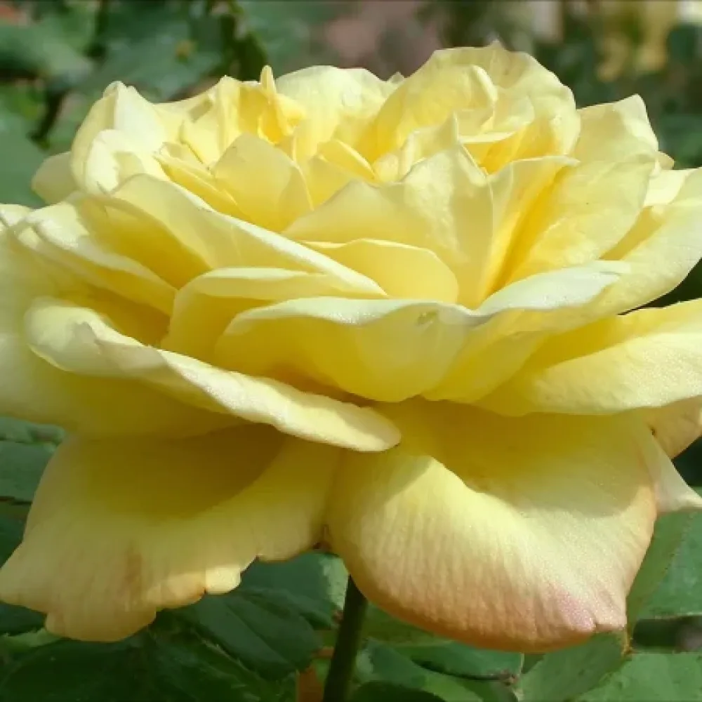 Vrtnica Radiant Gold - z golimi koreninami