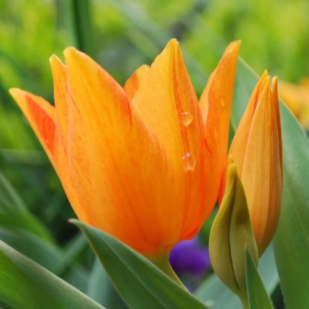 Tulipan Praestans Shogun (oranžen)