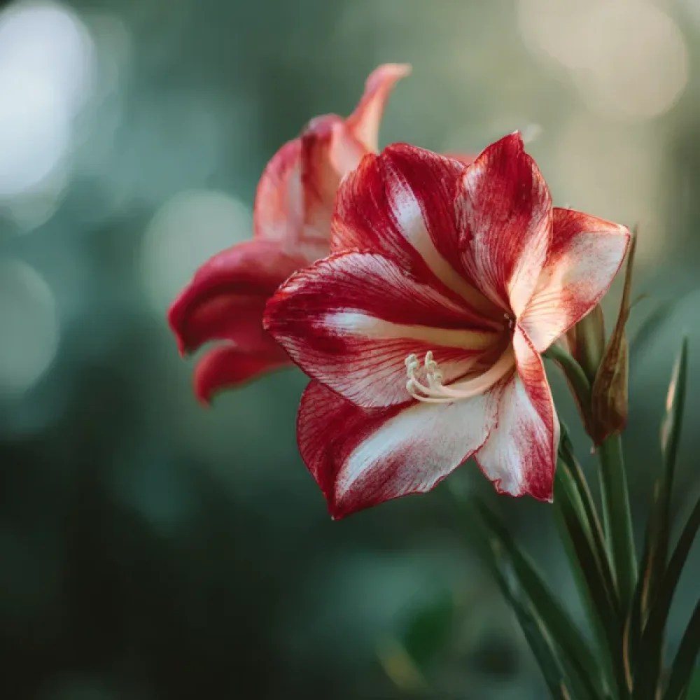 Amarilis Ambiance (rdeč)