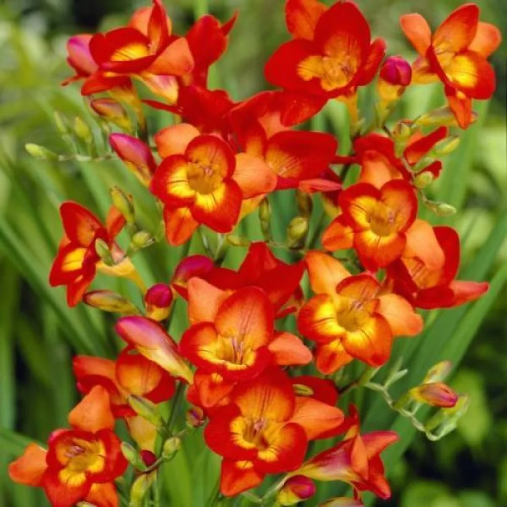Frezija Single red (rdeča)