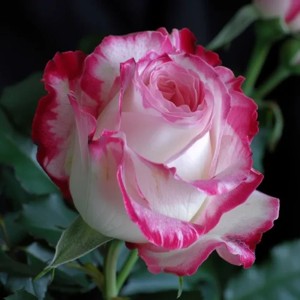 Vrtnica Heavens Flower – z golimi koreninami