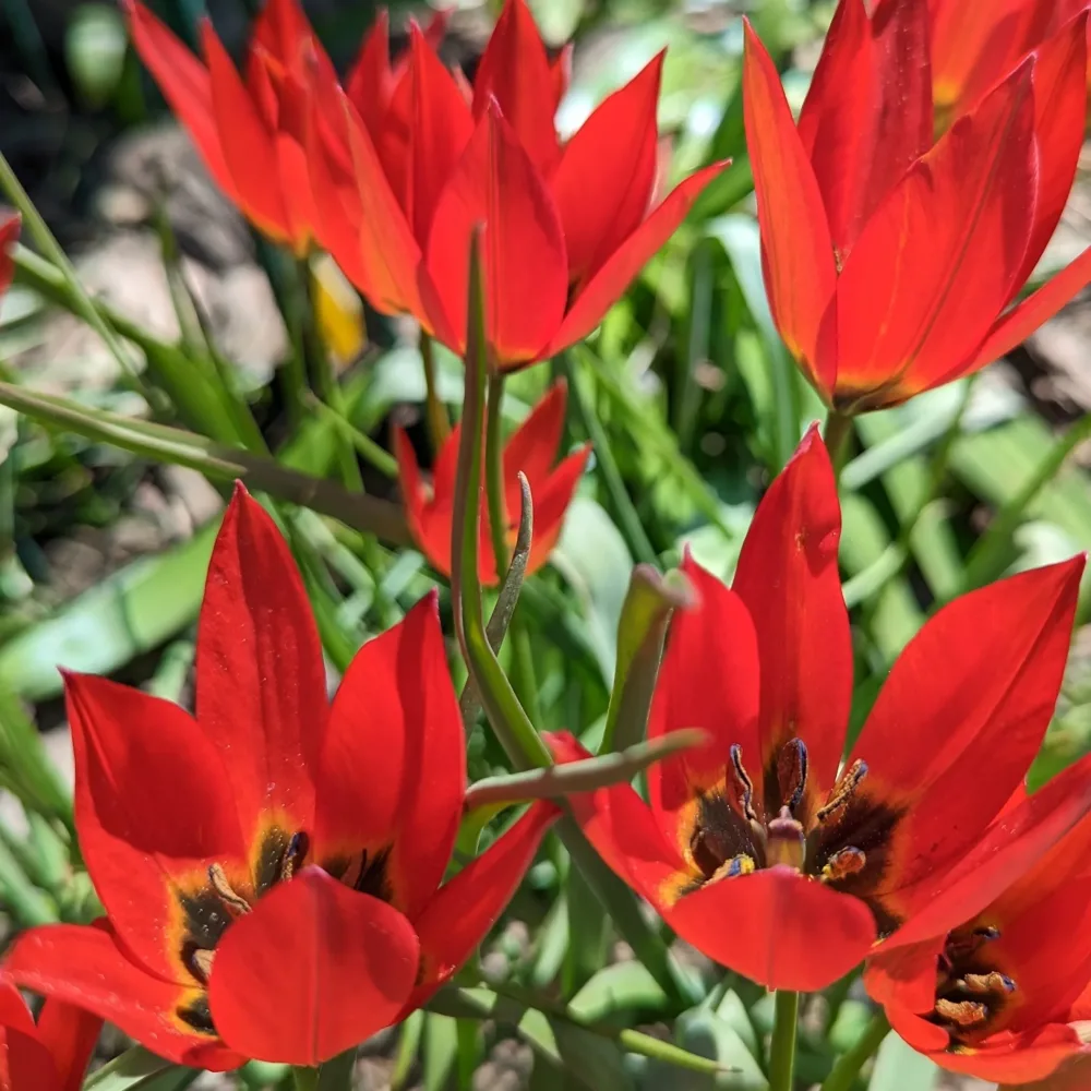 Tulipan Lizzy (rožnat)