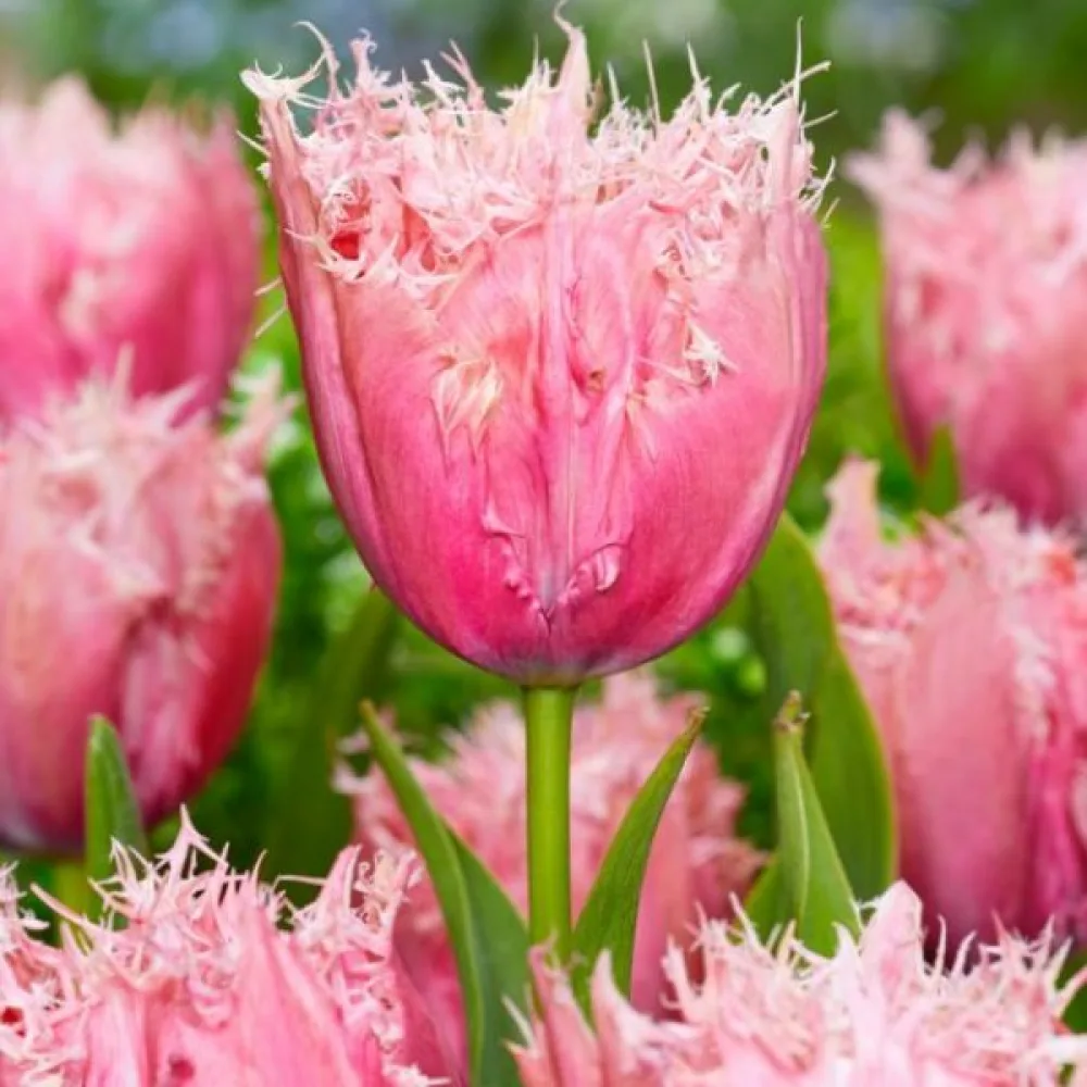 Tulipan Paleis Het Loo (kremni)