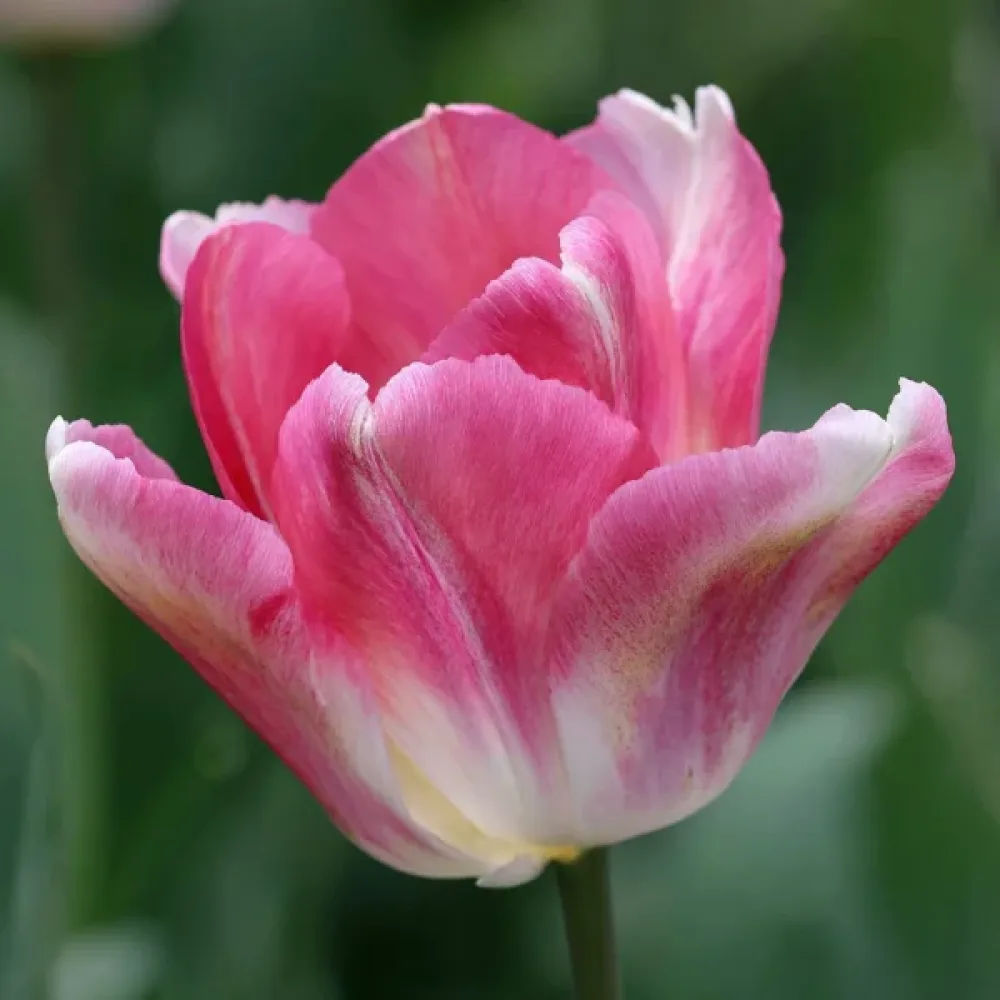 Tulipan Dynasty (rožnati)