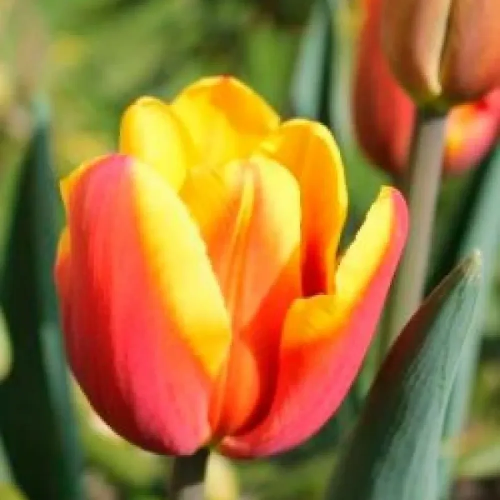 Tulipan Denmark (rdeči)