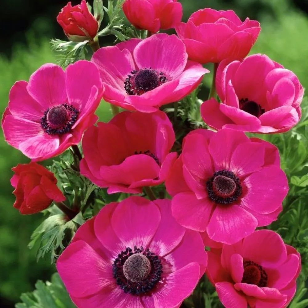 Vetrnica Sylphide de Caen Pink (rožnata)