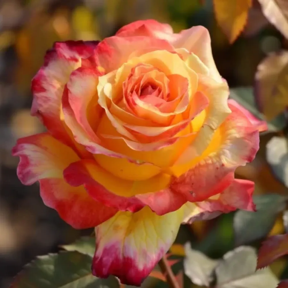 Vrtnica Golden Orange Whirlwind – z golimi koreninami