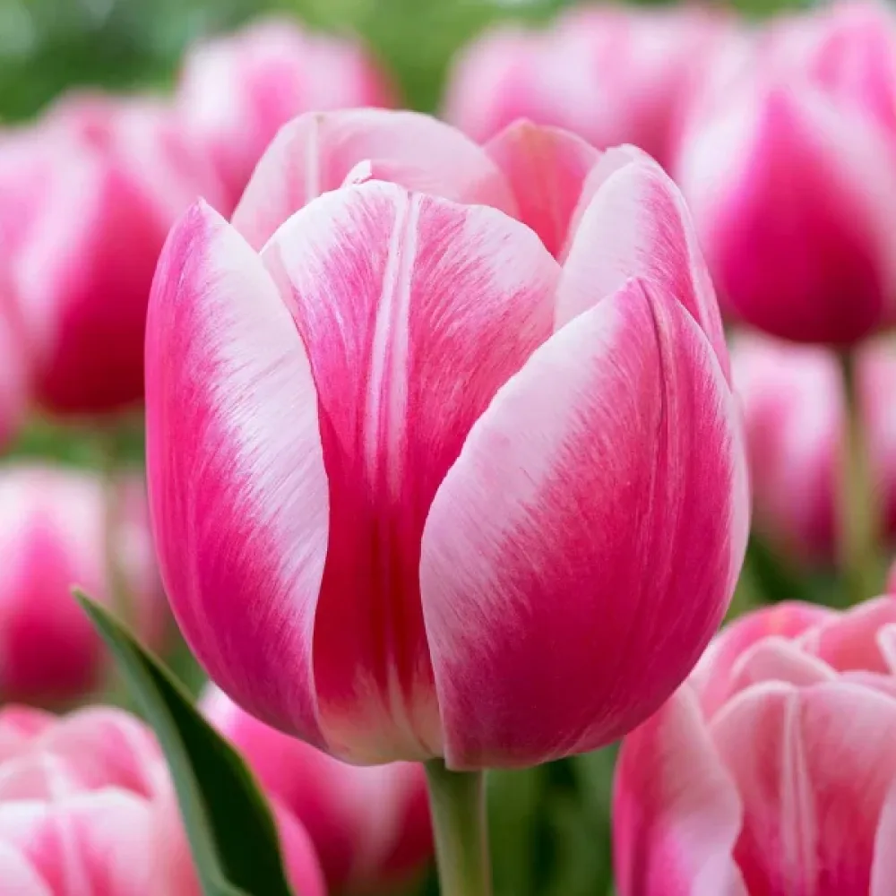 Tulipan Mata Hari (kremni)