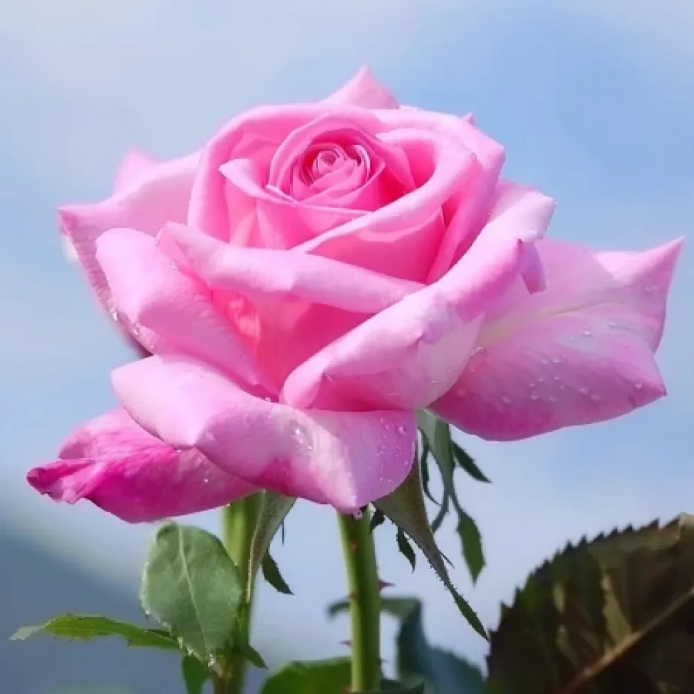 Vrtnica Dream in Pink – z golimi koreninami