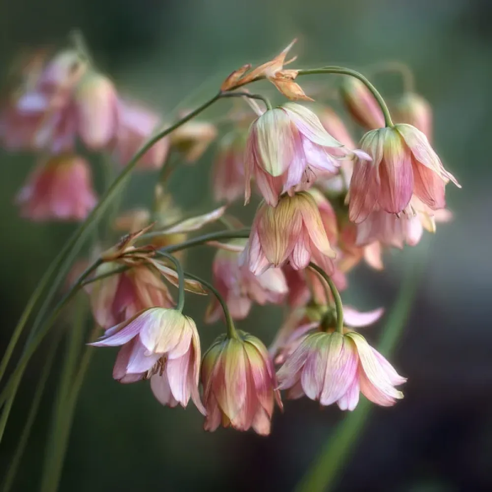 Bolgarski česen, kremast (siculum ssp bulgaricum)