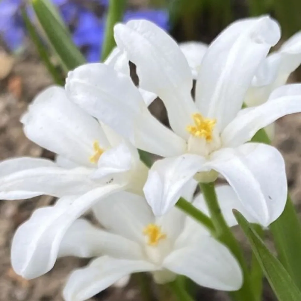 Kionodoksa Luciliae Alba (snežno bela)